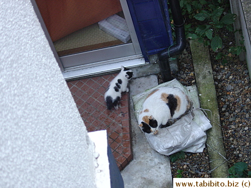 Little kitten stays close to its mother