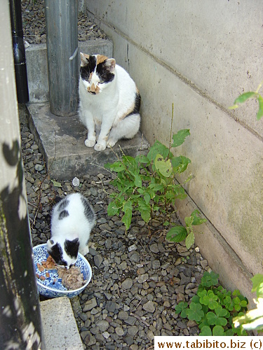 Mama Cat watches her kid eat