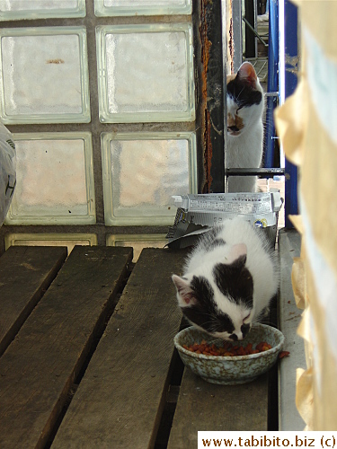 Mama Cat keeps a close eye on her baby