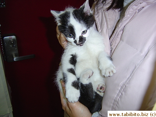 I easily captured the kitten to hand over to my neighbor