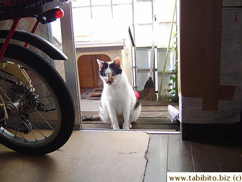 Mama Cat somehow knew I caught her baby and stayed in the balcony looking for it for 2 days.  I wish I could make her understand her kid is in a good home now