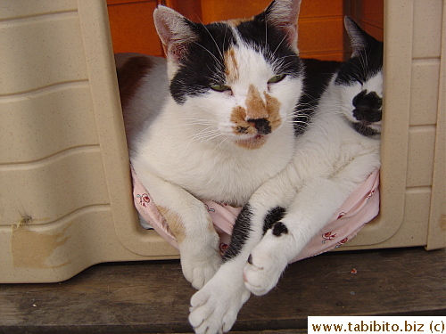 Mama Cat (left) and daughter