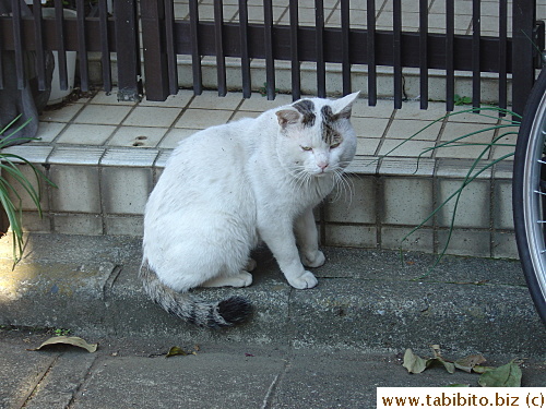 Sacca has similar head markings and tail as this cat 