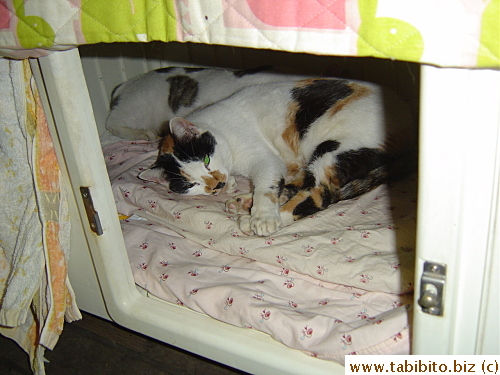 Plenty of room for the cats
