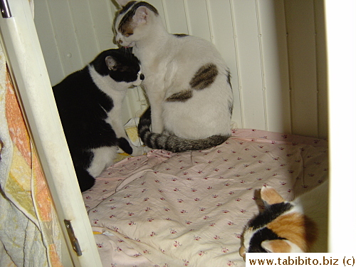 Neegau and Sacca seem to like their new dig