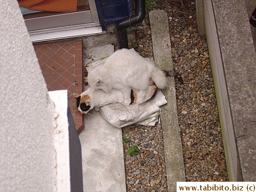 A tom with Mama Cat