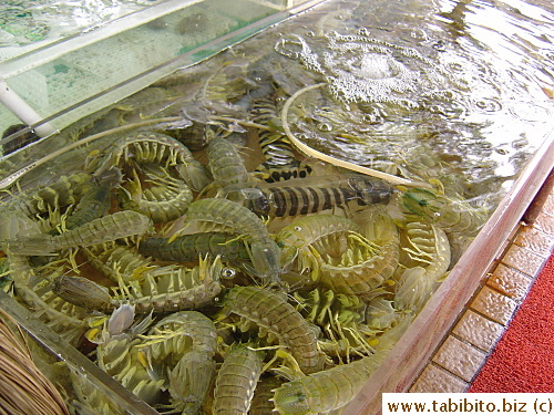 A tankful of Peeing Prawns