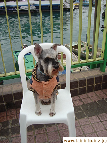 This dog belongs to the lady who helped us at the tanks