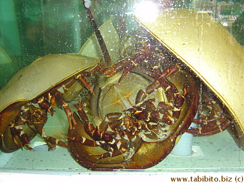 An alien-looking marine creature, apparently edible. Whoa