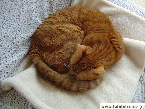 Circular cat