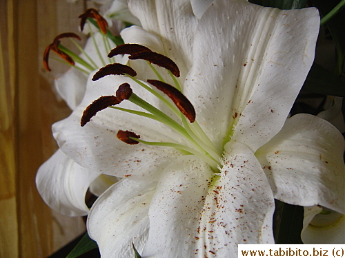 The big lilies are so very fragrant