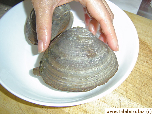 These clams are large