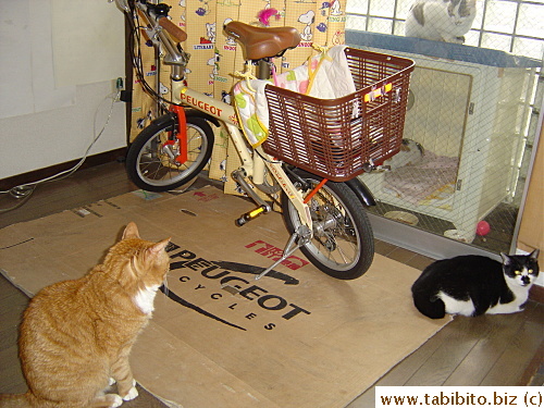 This is a very old picture when Mama Cat's daughter, the black and white one, was still catchable