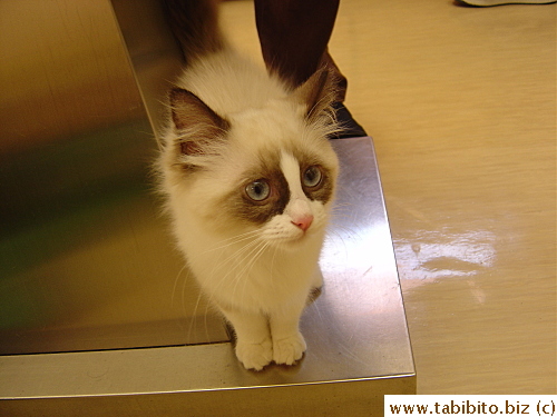 It has a raccoony face