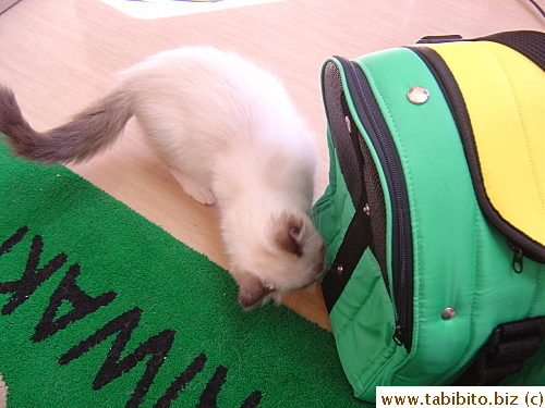 It's very interested in Daifoo's bag