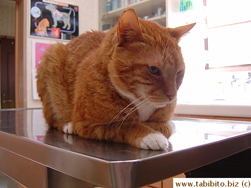 Daifoo didn't pay any attention to Bo Bo on the floor 'cause he had more pressing matter to worry about, namely the vet's needle