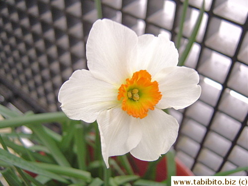 Beautiful daffodil