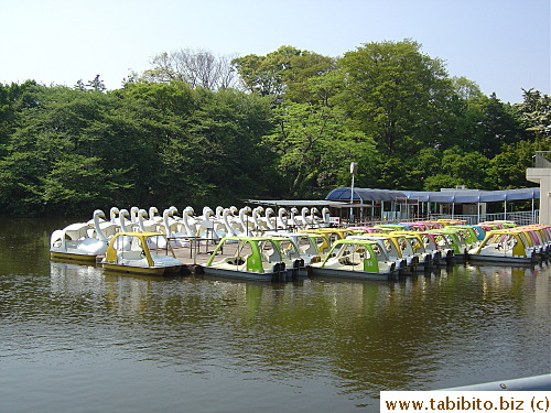Paddle boats for hire