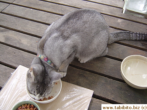 Grey cat sometimes comes inside to eat