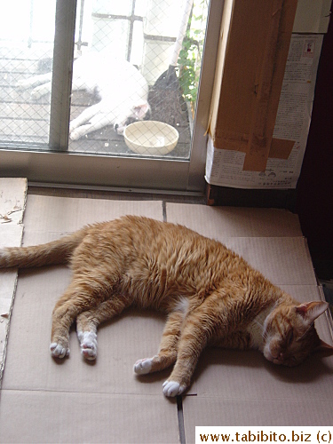 MT and Daifoo enjoy a lazy afternoon