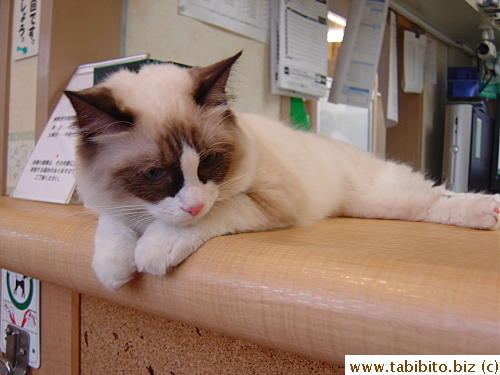 Taking a rest on the reception counter