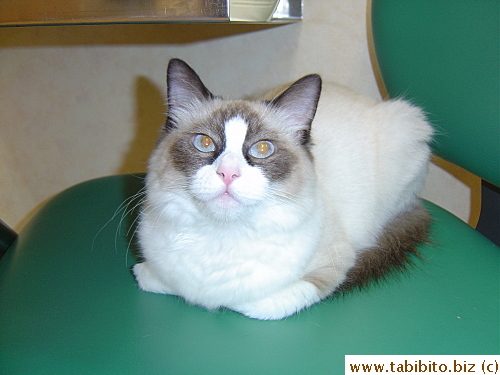 Bobo sits on the vet's chair in the exam room