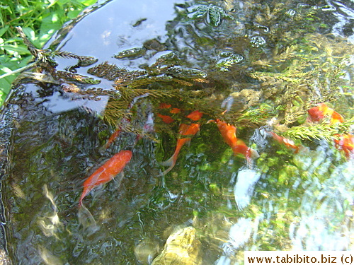 The goldfish like the clean water