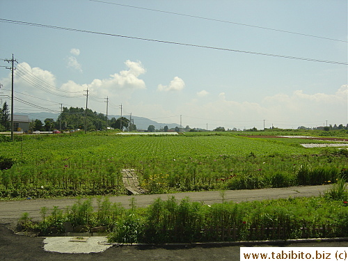 Rice paddies everywhere