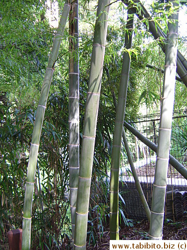 Bamboo in the woodland behind the shrine