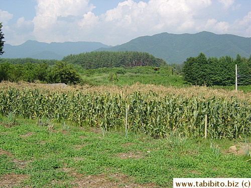 Corn field is also abundant in Yamanashi-ken