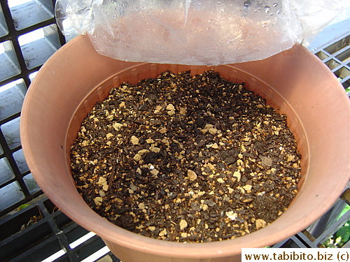 Day1: Just sowed the seeds
