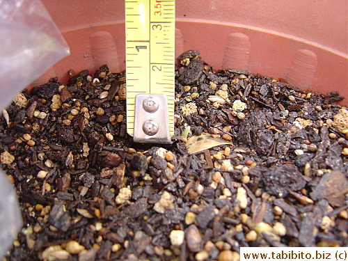 Day4: The seeds sprouted 4mm