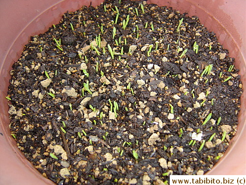 I dare say every seed germinated!