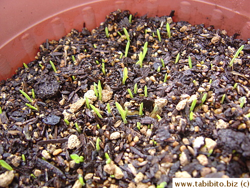 Close-up, this is still Day4