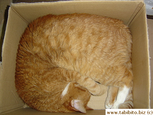 A round cat in a square box becomes a square cat