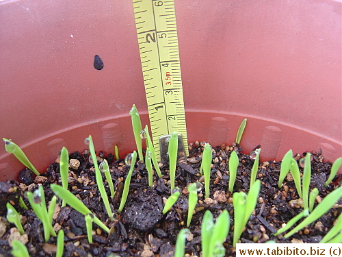 To 2.5cm!