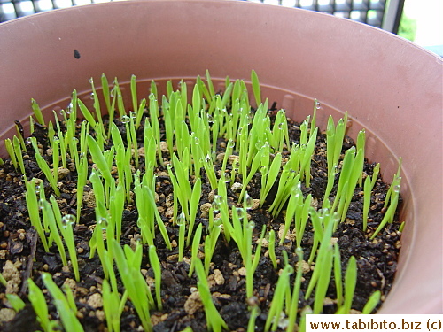 Day7: Forgot to take their height. I was too concentrated on taking the dewdrops