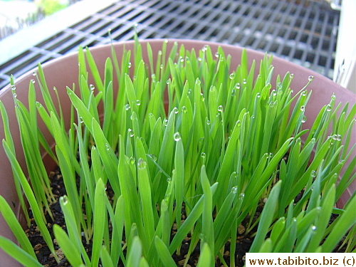 Because I still covered the pot with the cap at night at this point, pretty dewdrops contiued to form on the leaves