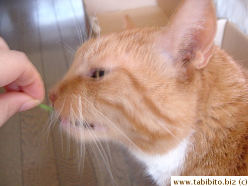 Daifoo likes his cat grass. He'd better!