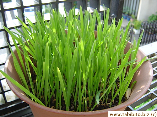 At this stage, I no longer covered the pot at night. The grass' too healthy to require