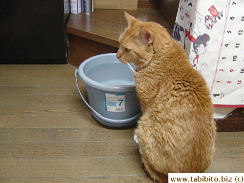 Daifoo and his bucket of water