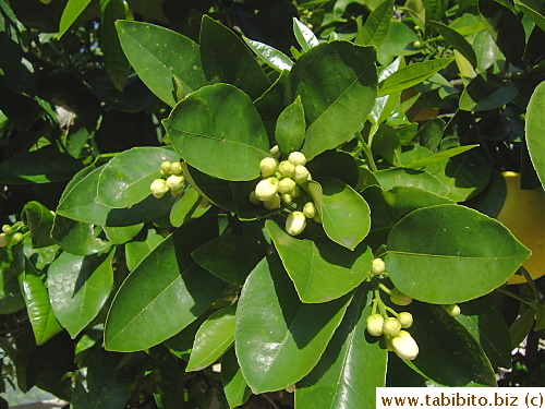 There're several citrus trees in the yard which are budding nicely including this lemon tree
