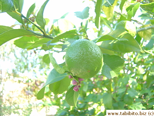 Another citrus that I have no idea what it is