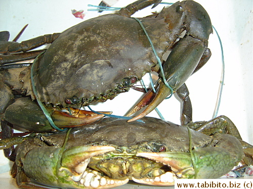 Live mud crabs