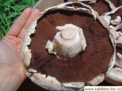 Ginormous mushroom