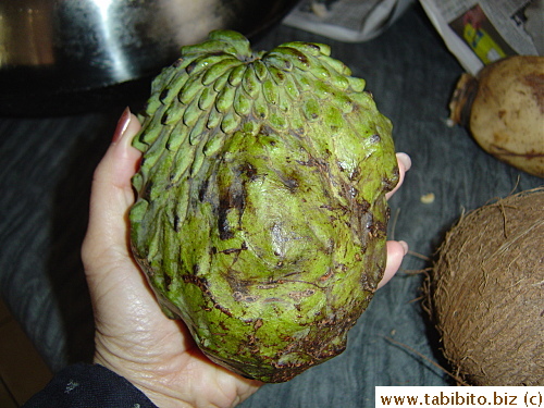 Pretty big custard apple
