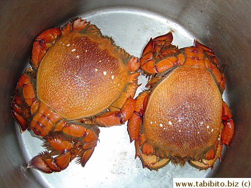 Spanner crabs are not hard to find in fish shops
