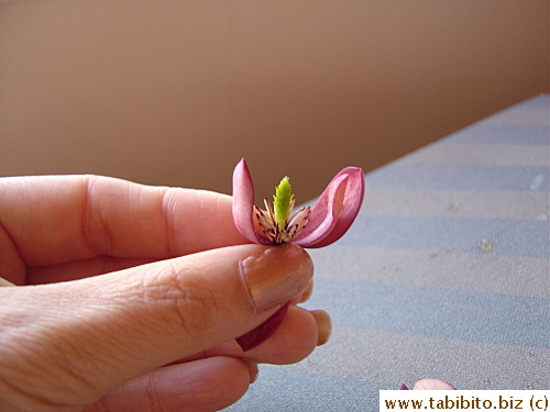 That smells like STRONG banana cake