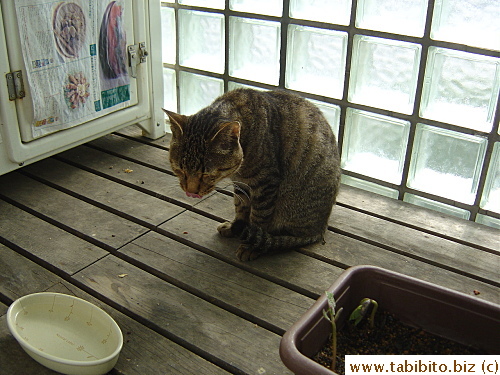 Every time he sees the bowl of food, he licks his nose and mouth before he eats (weird)
