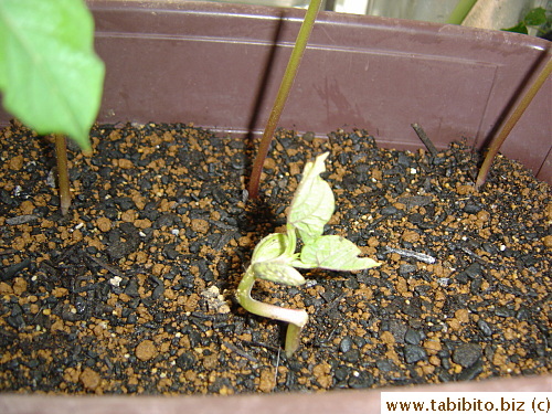 One seedling is crooked